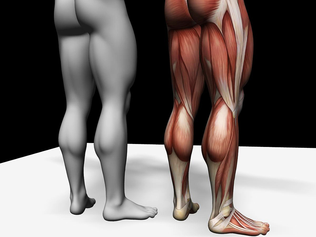 3D建模肌肉分布-肌肉参考-男人体
