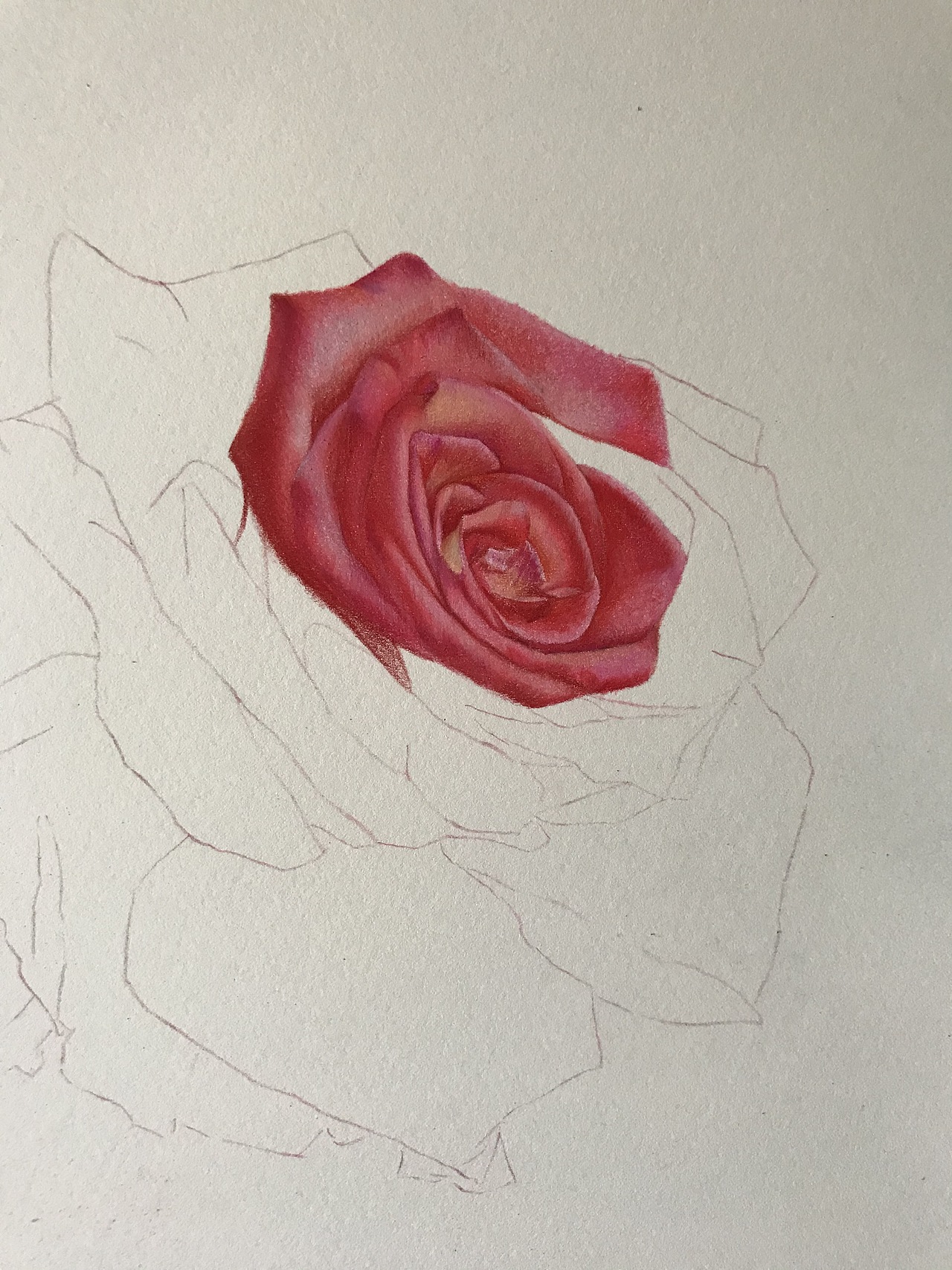 庸俗的大玫瑰！就是俗！（图ZMjY0OTQ4MDI4） - 绘画 - 站酷设计师臻于至善彩铅原创素材 - 站酷ZCOOL