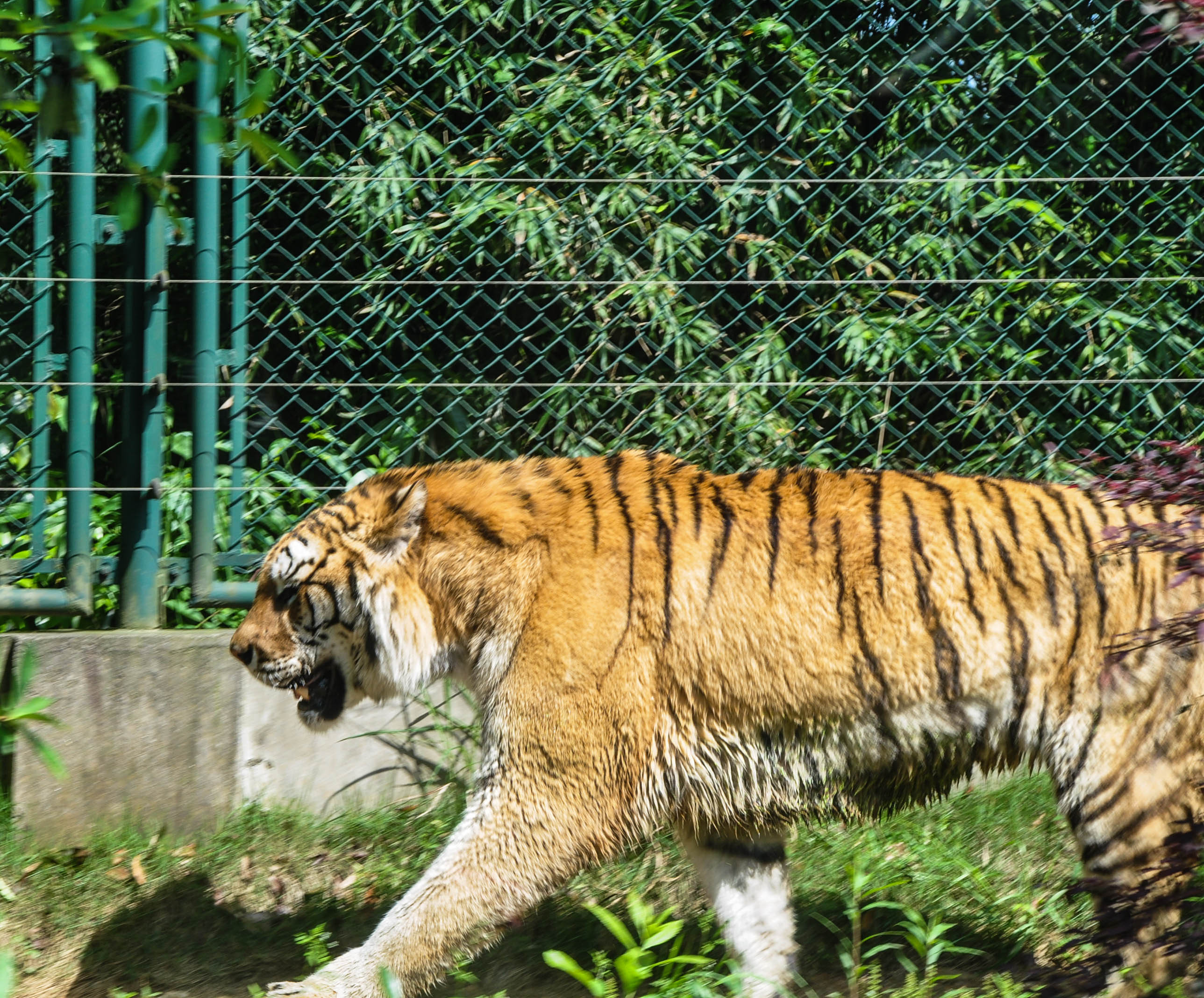 长沙生态动物园游记