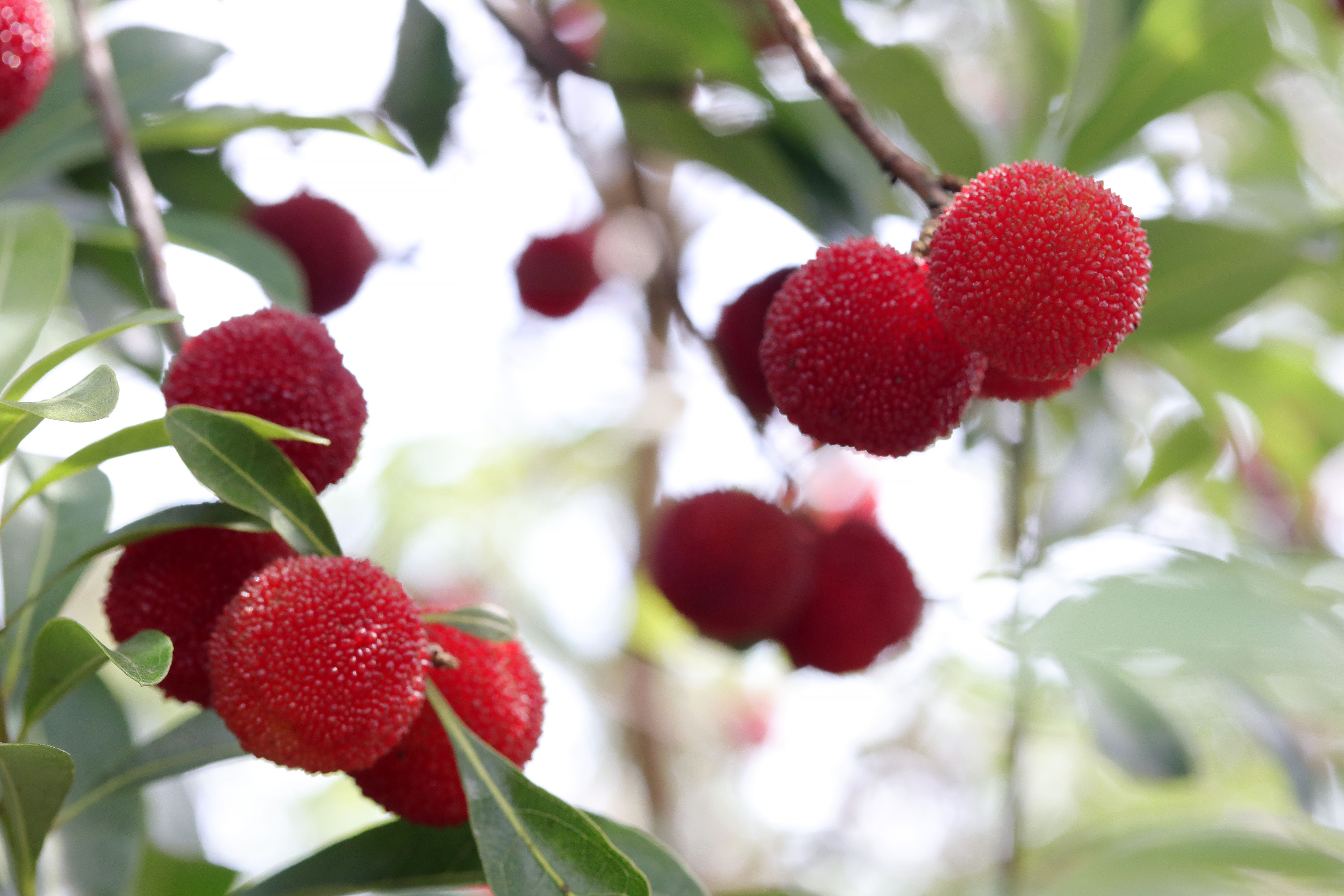 摘了个杨梅 抓了点小动物