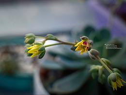 拍的家里的花花