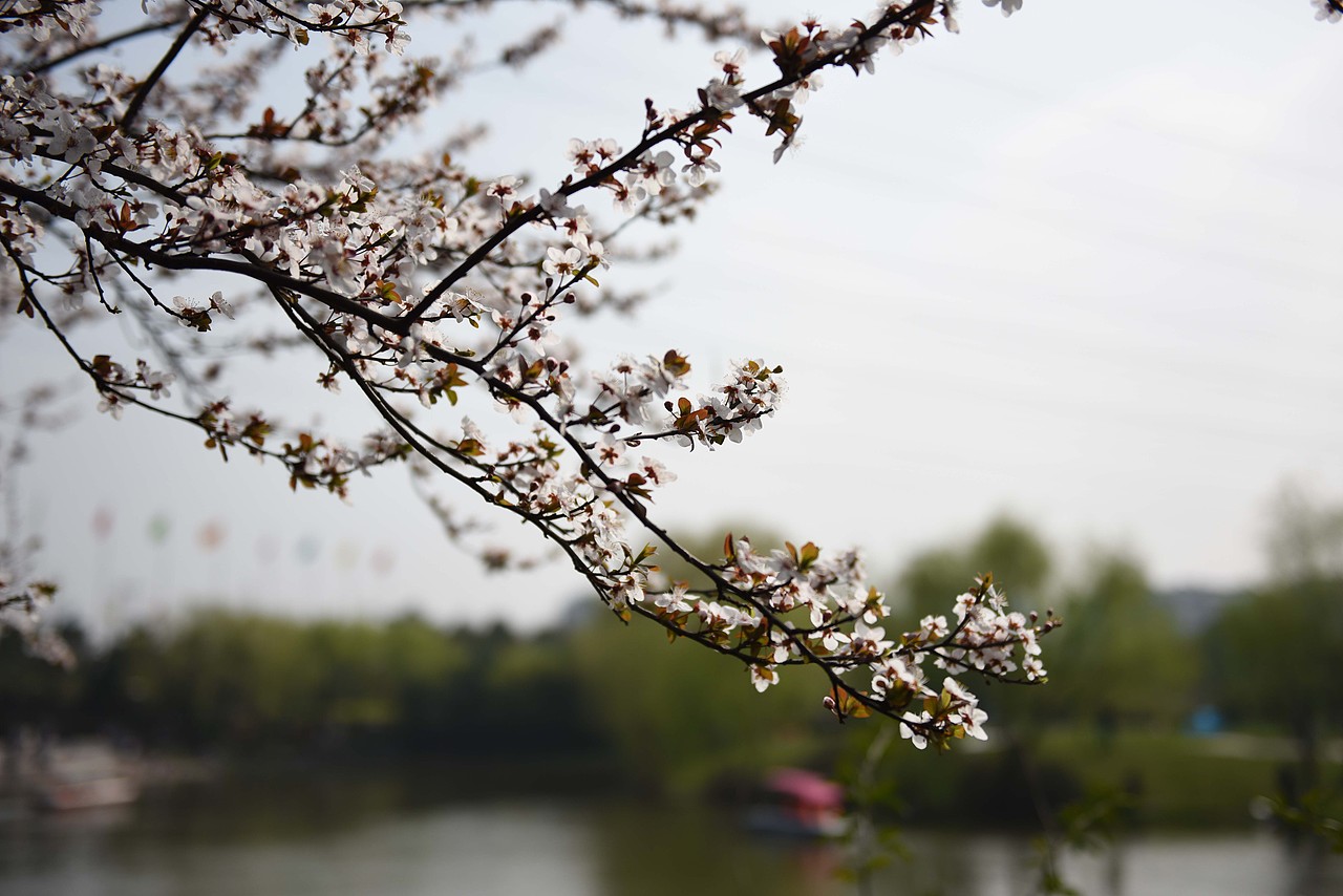 满园春色关不住