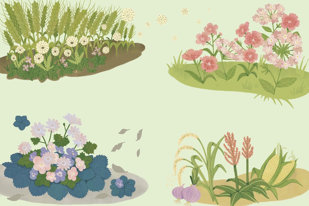 植物科普插画
