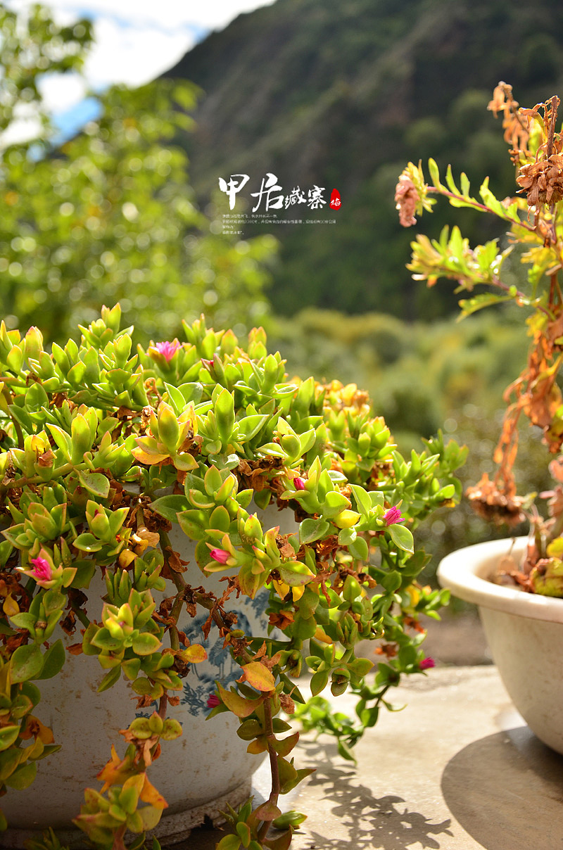 彩色川西（二）（图ZMTIxMzY2MDg=） - 风光摄影 - 站酷设计师月光森林C原创素材 - 站酷ZCOOL