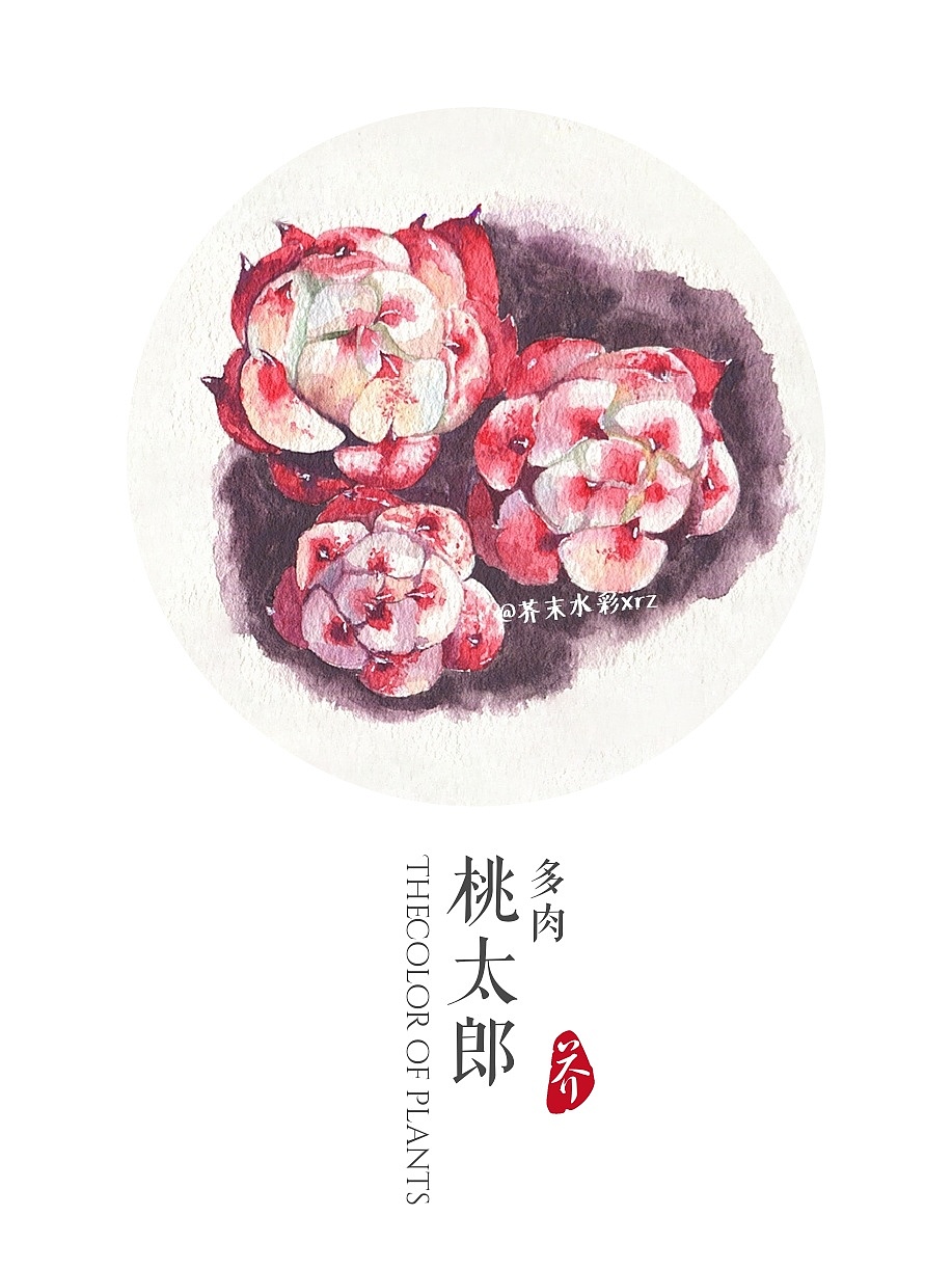 水彩手绘多肉