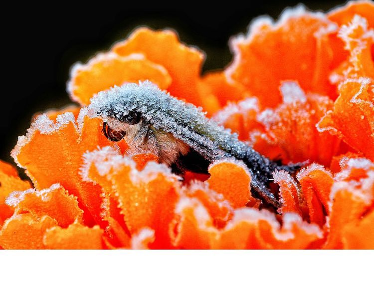 【生态摄影】世界渺小到让你只想溫柔相待