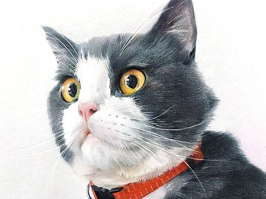 彩铅`步骤`猫星人—《包》