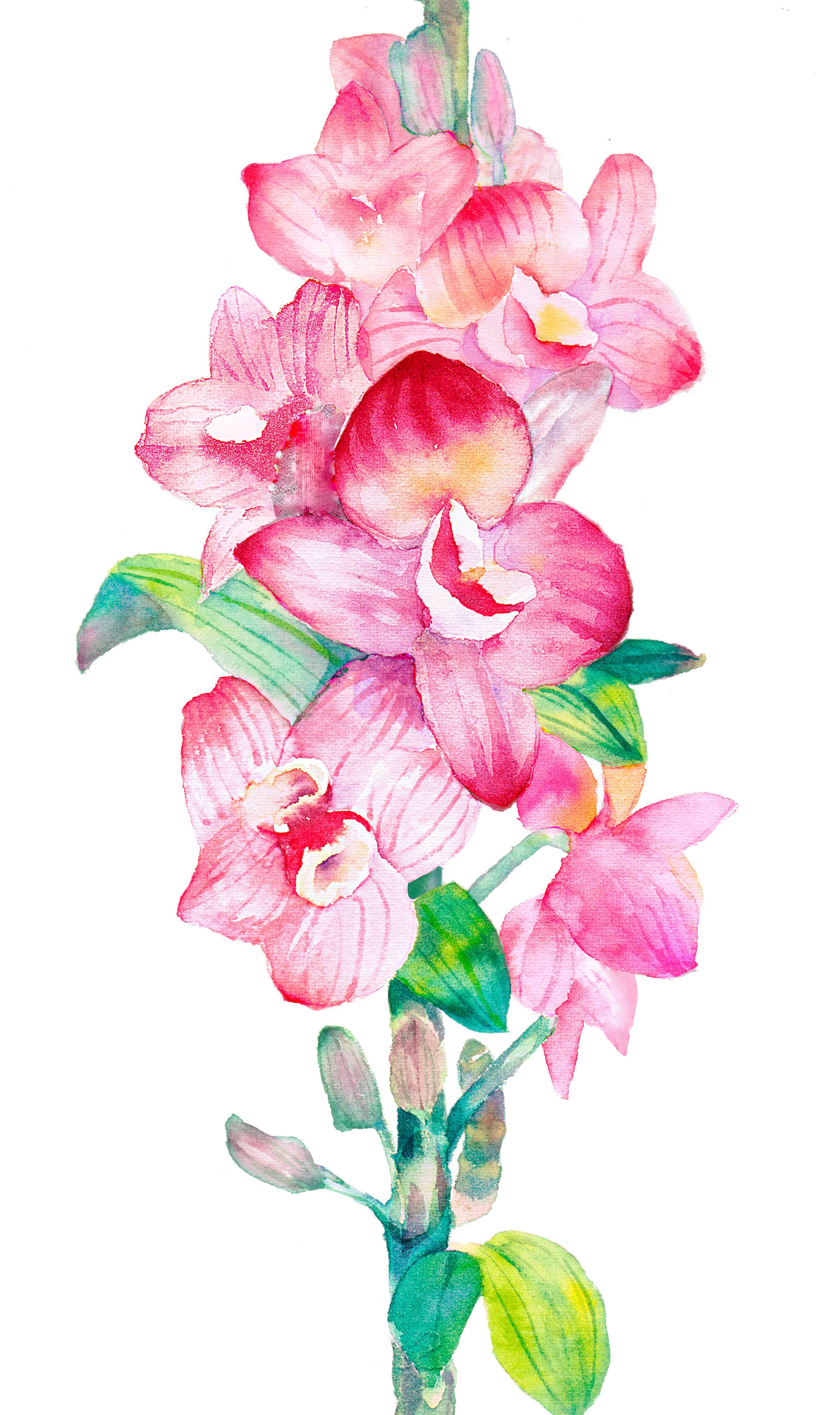 本草植物|插画|创作习作|3333鱼_原创作品-站酷zcool