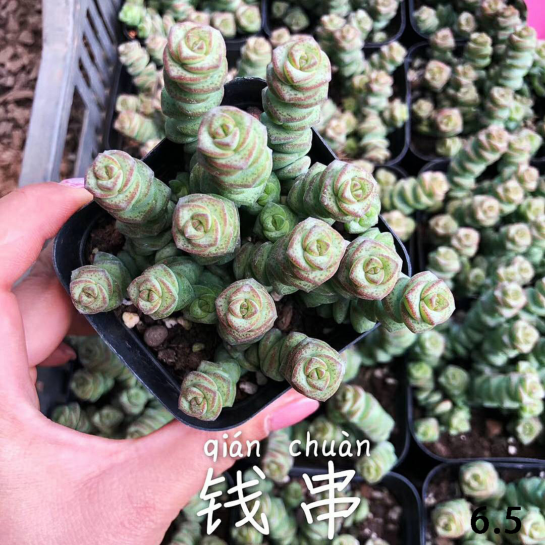 云南东南亚多肉绿植（图ZMTU1NDUxMTg0） - 产品摄影 - 站酷设计师绿植玩家原创素材 - 站酷ZCOOL