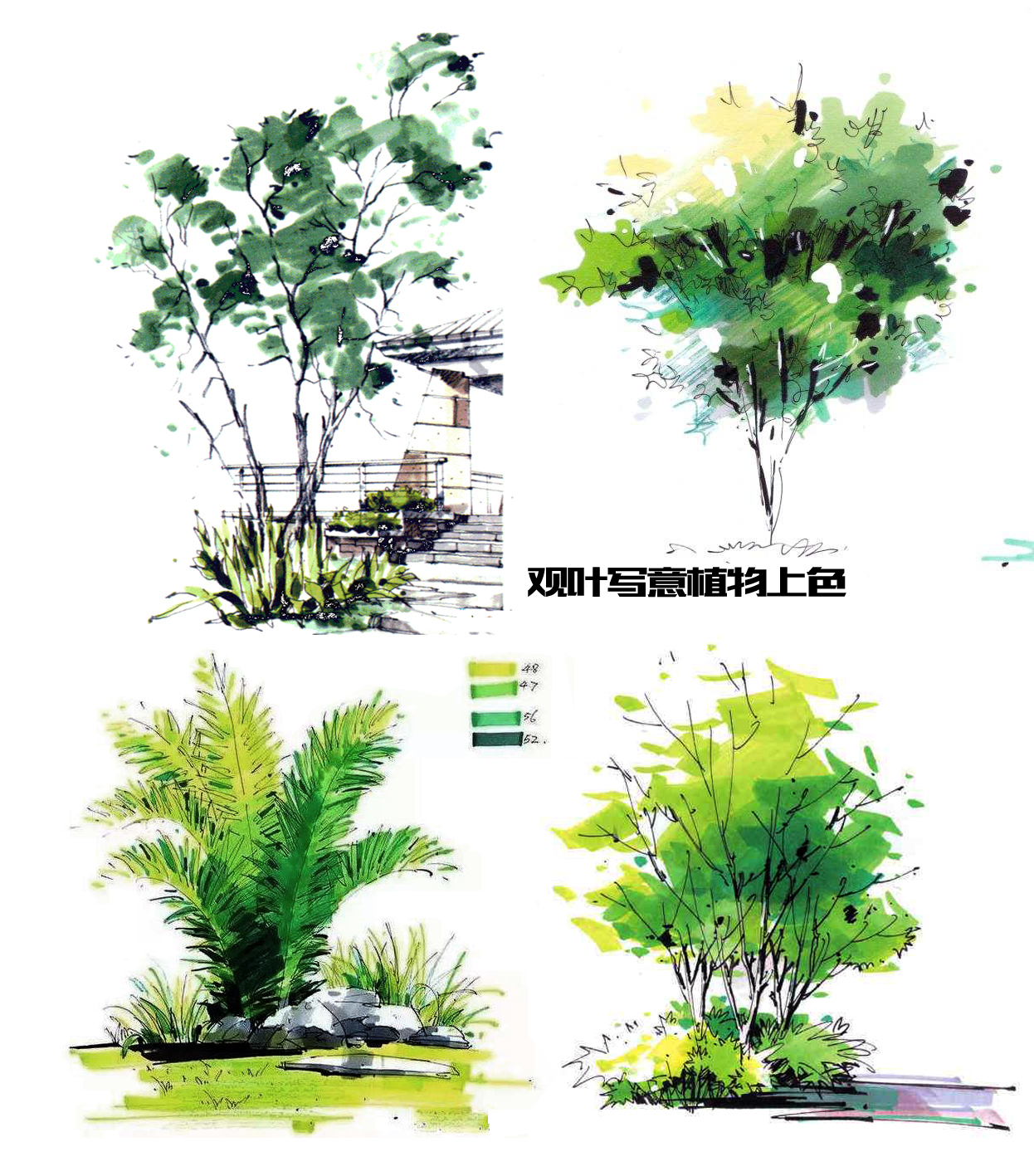 马克笔植物手绘教程案例分享_汉武手绘-站酷ZCOOL