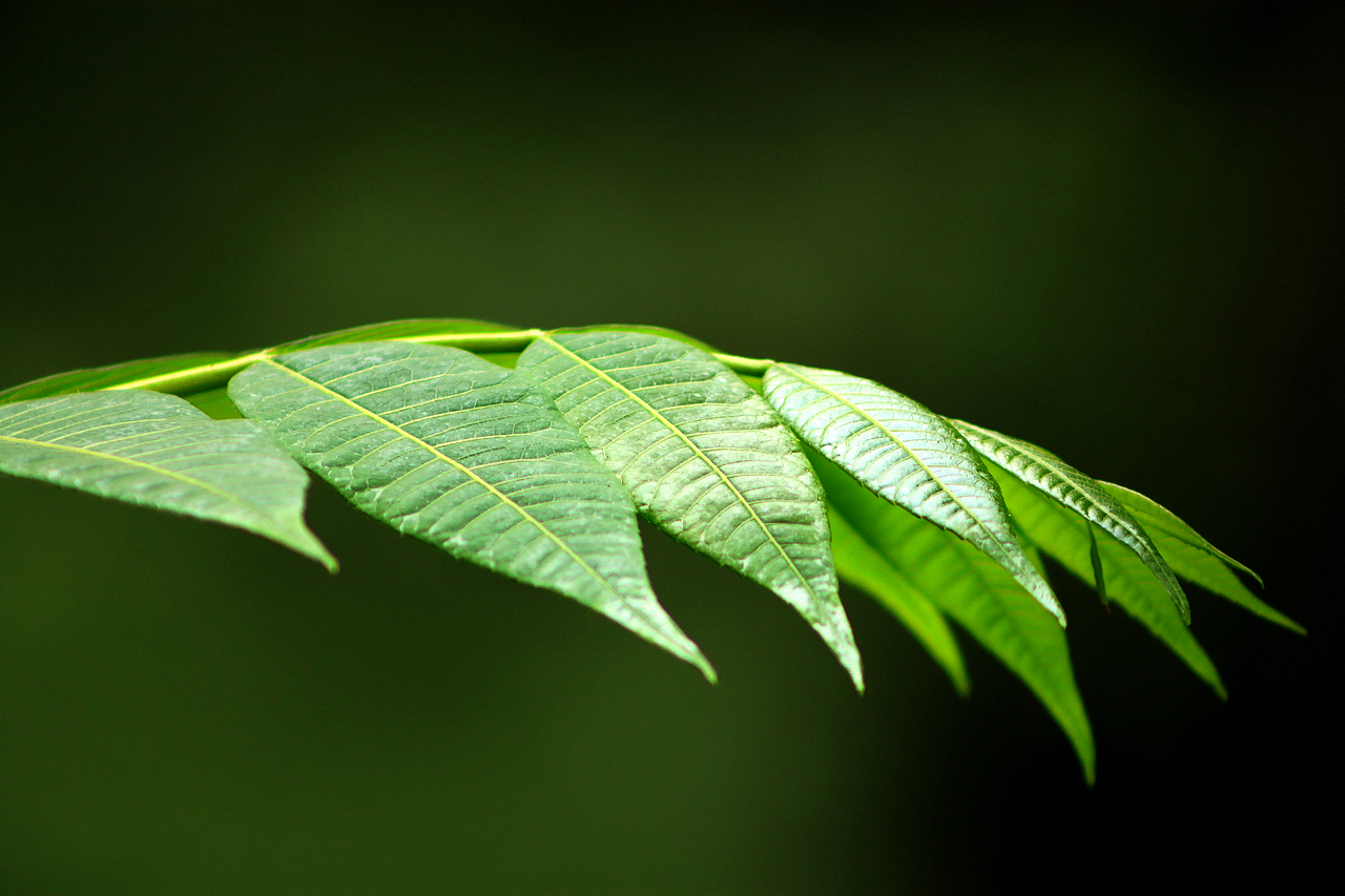 一叶一世界（图ZODQ3NDEzMjg=） - 风光摄影 - 站酷设计师Genie21st原创素材 - 站酷ZCOOL