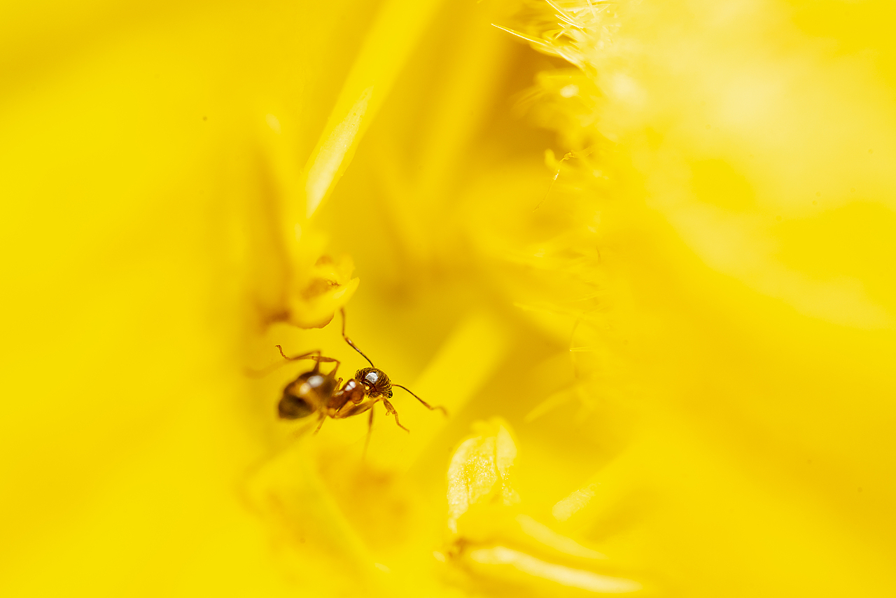 微观世界-今天在家抓了个壮丁（图ZMTk4ODI0ODI4） - 风光摄影 - 站酷设计师bracelee原创素材 - 站酷ZCOOL