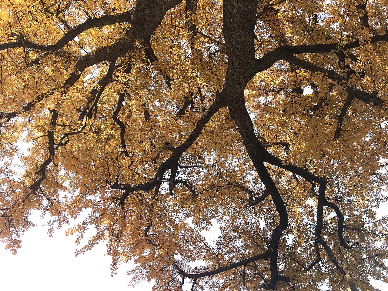 千年银杏 万年古刹