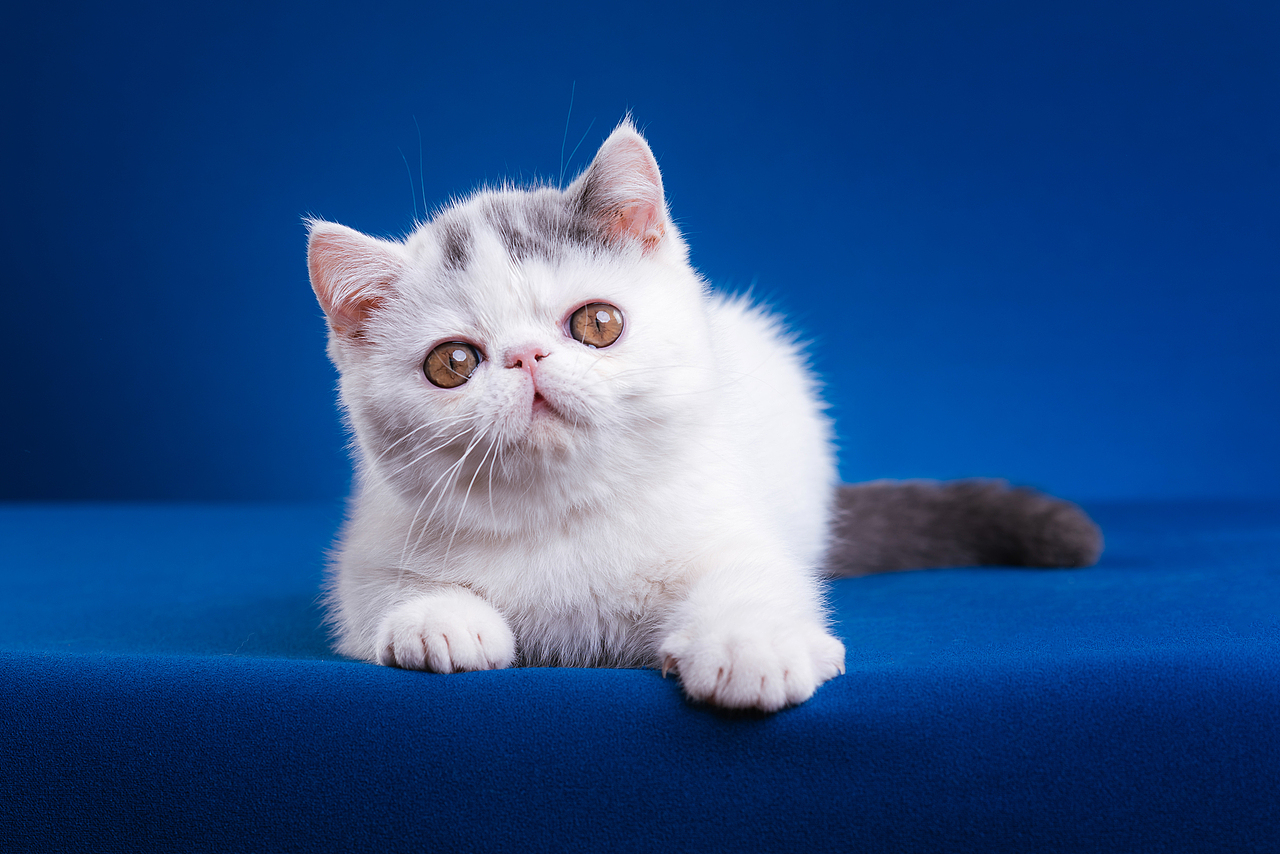 异国短毛猫柿饼儿和他的孩子们（图ZMTUyNTQ2Mzg4） - 宠物摄影 - 站酷设计师克查原创素材 - 站酷ZCOOL