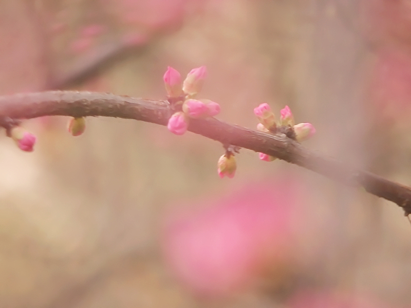 2013年3月16号植物园游记