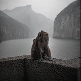 莎林娜的头像