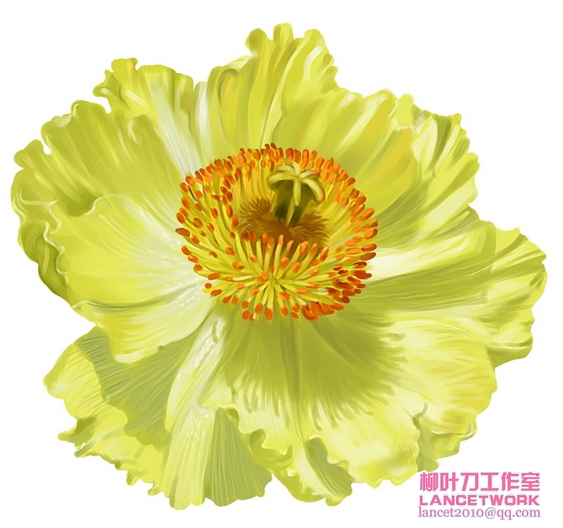 动植物插画小品