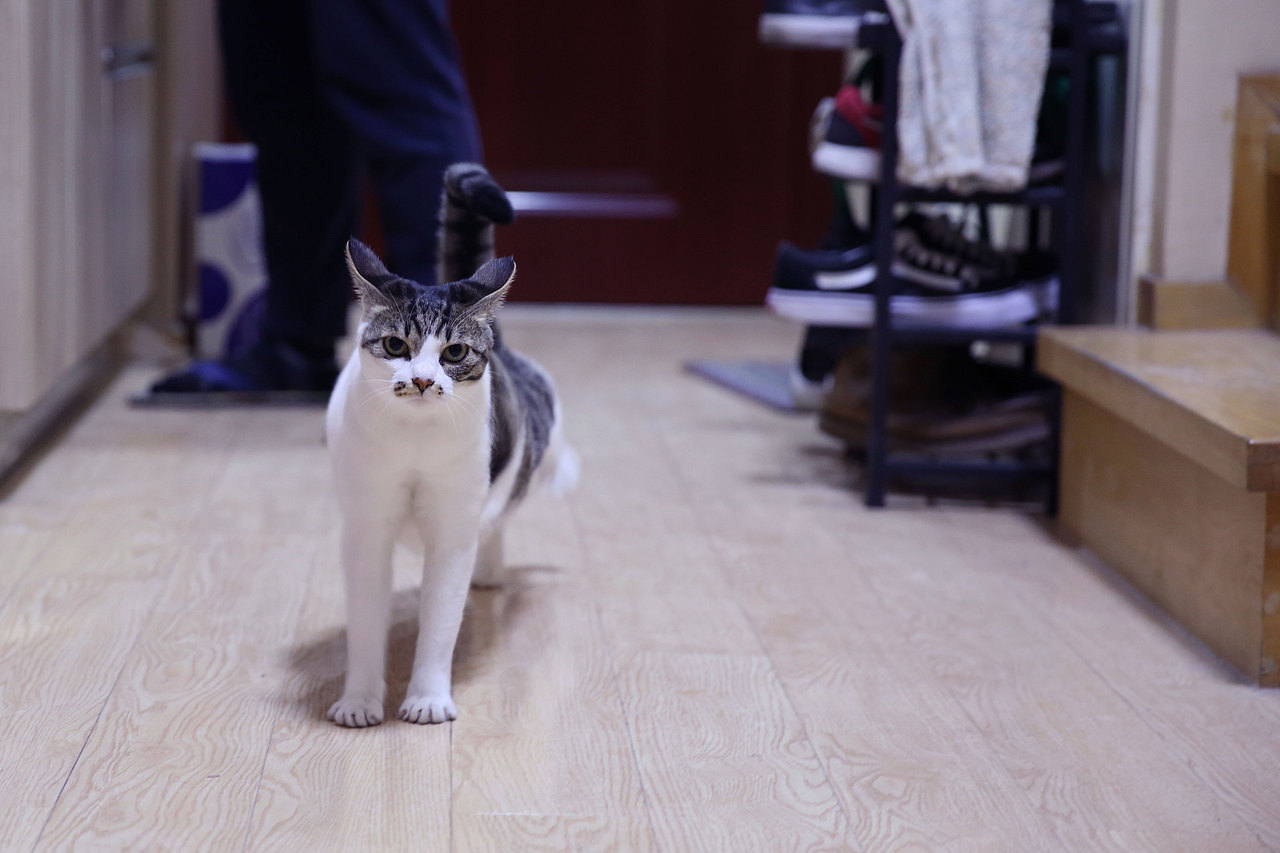 励志成为网红猫（图ZOTY3NzE2Mjg=） - 宠物摄影 - 站酷设计师misserly原创素材 - 站酷ZCOOL