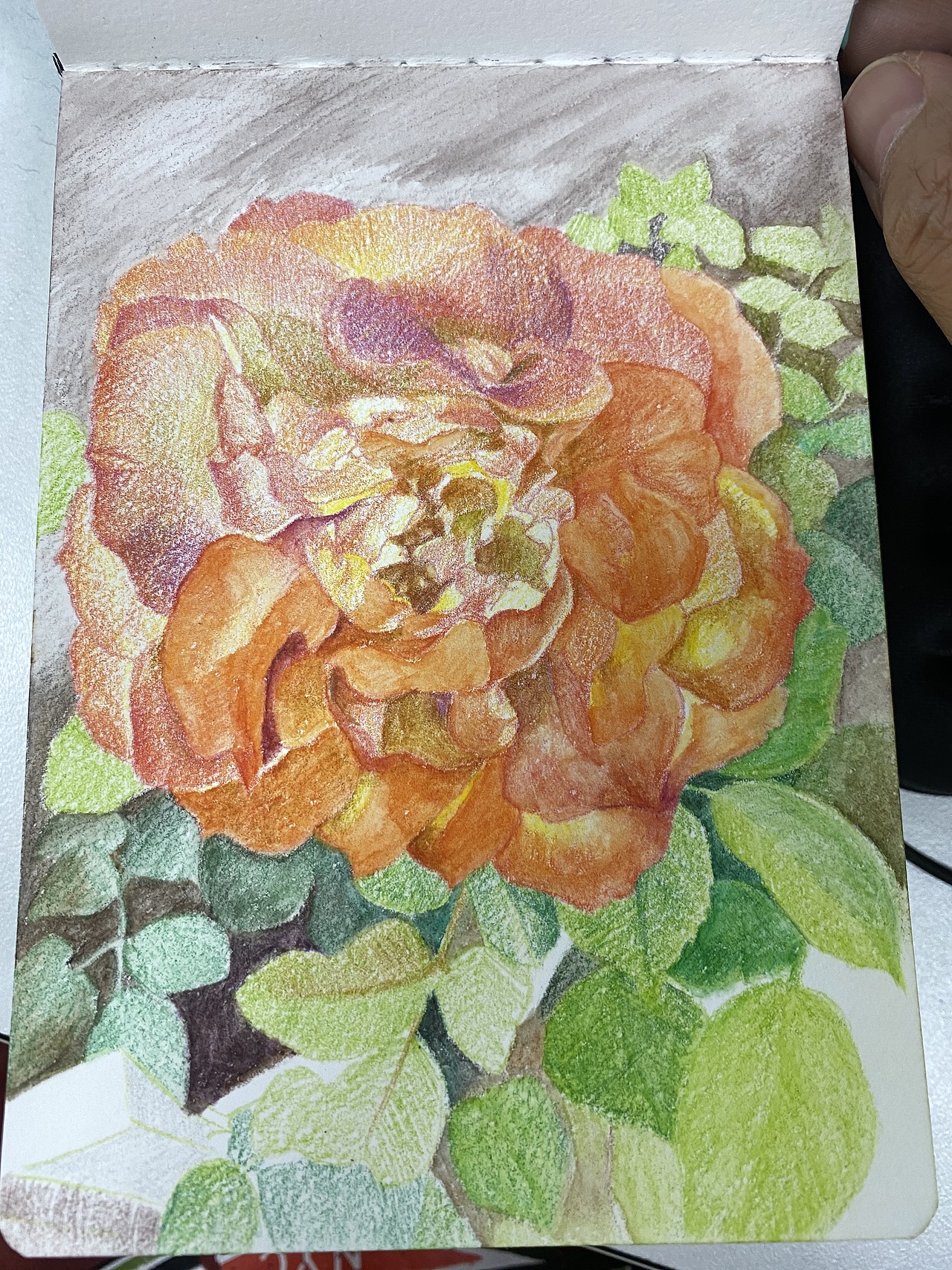 彩铅-花（图ZMjIzOTAzNTgw） - 创作习作 - 站酷设计师飞飞爱画画11原创素材 - 站酷ZCOOL