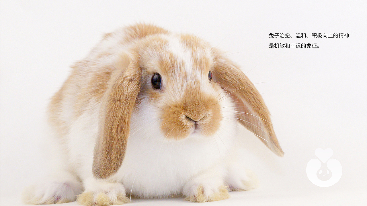 （大爱无言）品牌设计（图ZMjIxMzMzNzU2） - 品牌 - 站酷设计师大福品牌战略设计原创素材 - 站酷ZCOOL