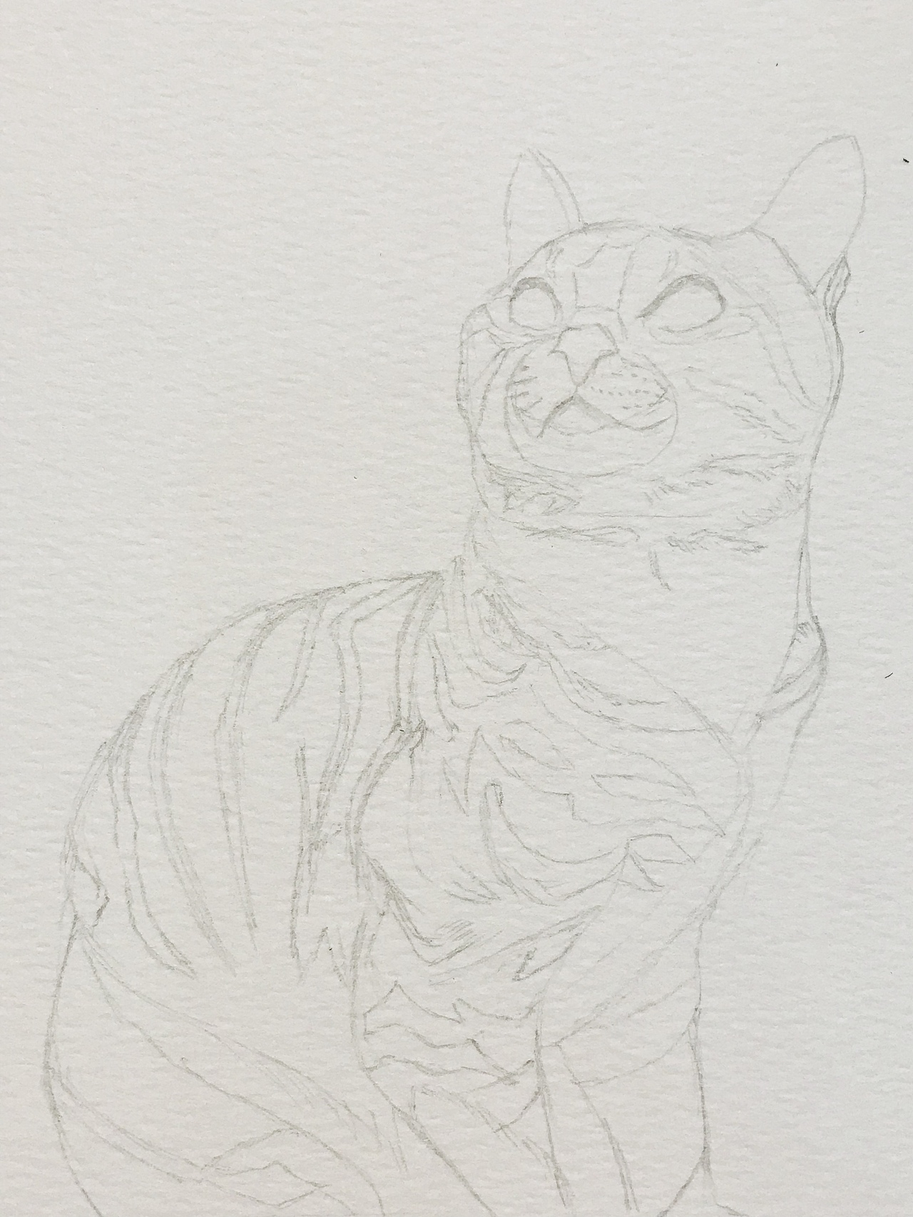 彩铅手绘 | 自带围脖的狸花猫,附过程图