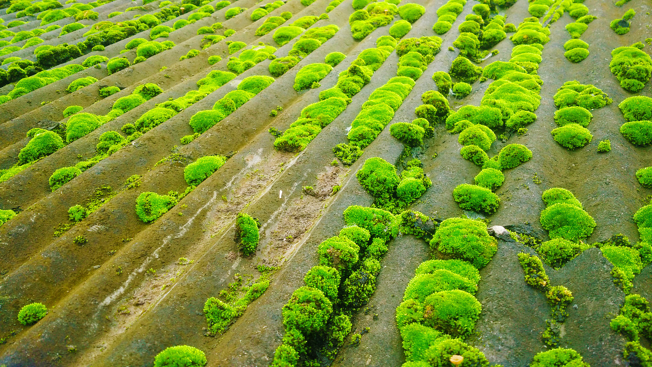 屋顶上一行行的苔藓