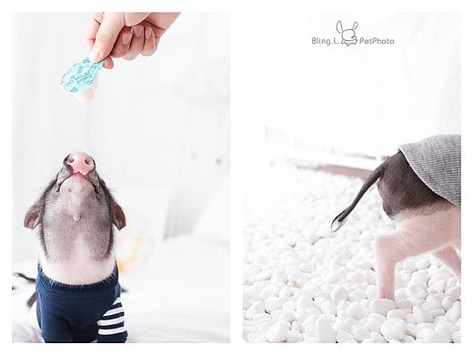 宠物摄影-小香猪托马斯
