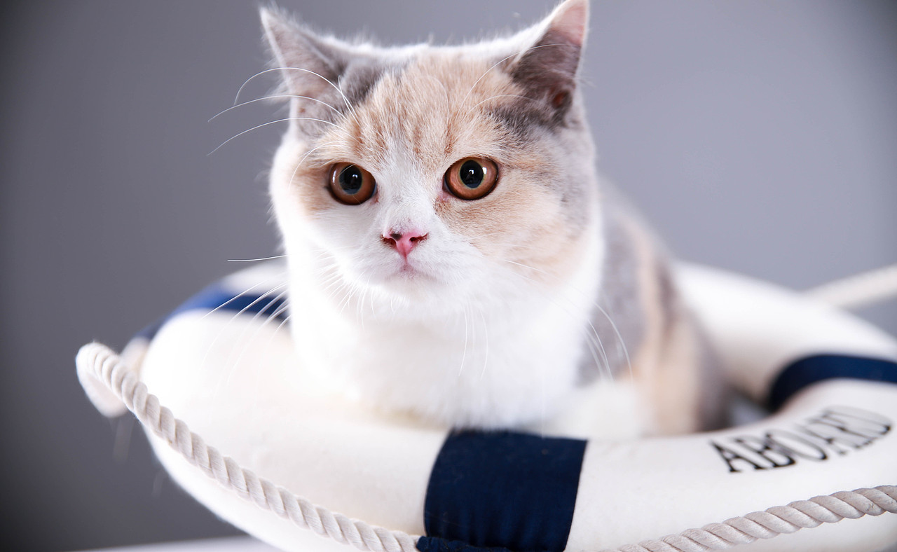 【I,Pet宠物摄影】三只猫猫|摄影|宠物摄影|IPet宠物摄影_原创作品-站酷ZCOOL