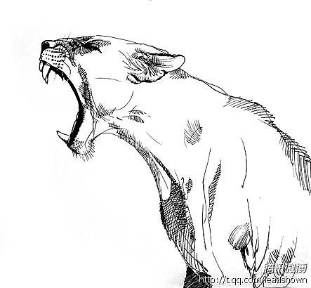 猫科动物练习（图ZNTQ5MzM1NjQ=） - 创作习作 - 站酷设计师leaushown原创素材 - 站酷ZCOOL