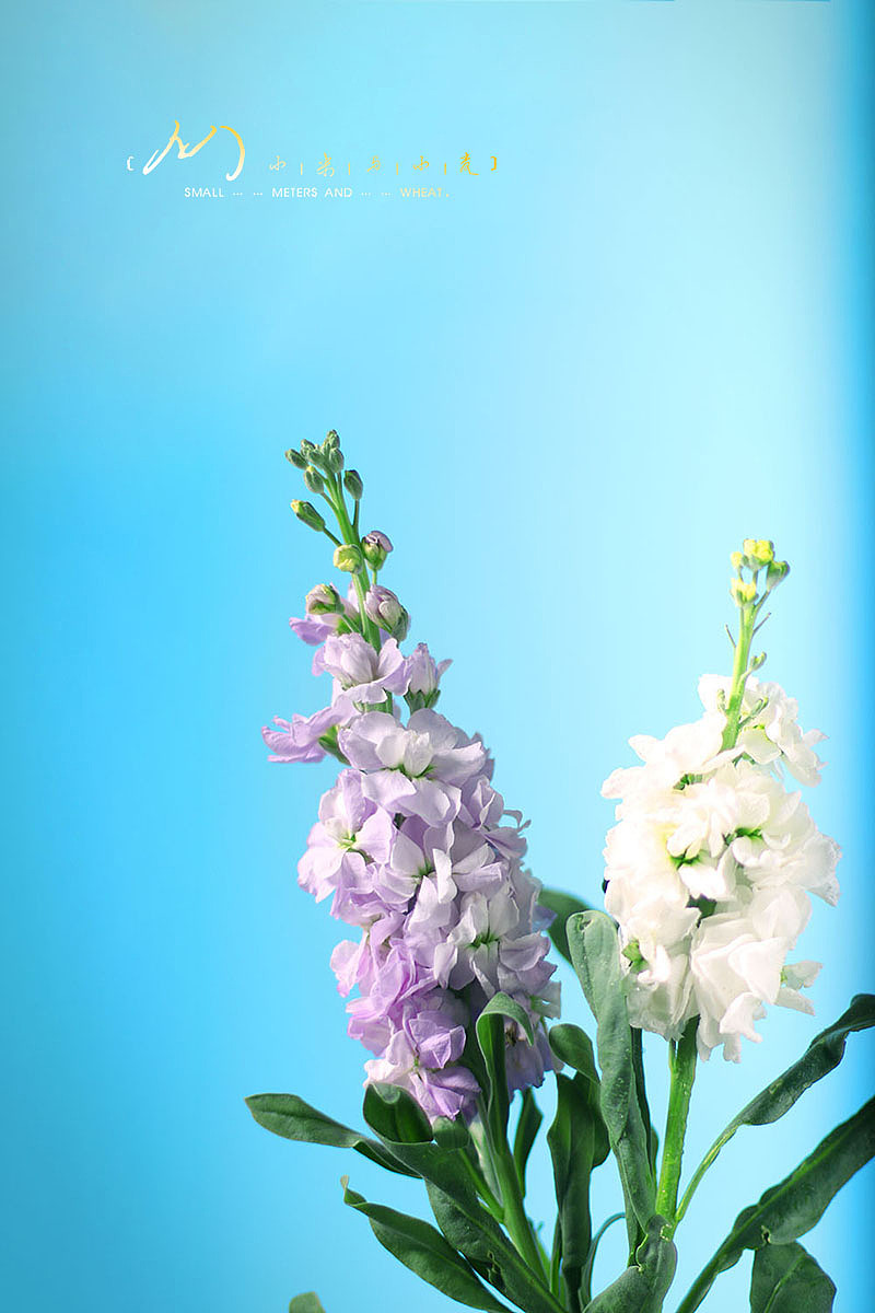 紫罗兰花图片摄影作品图片