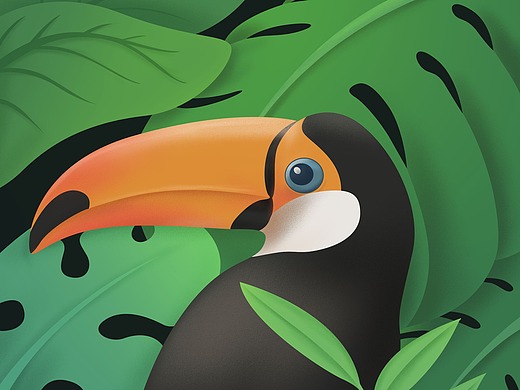 双角犀鸟_素材网站_图片免费下载-zcool站酷