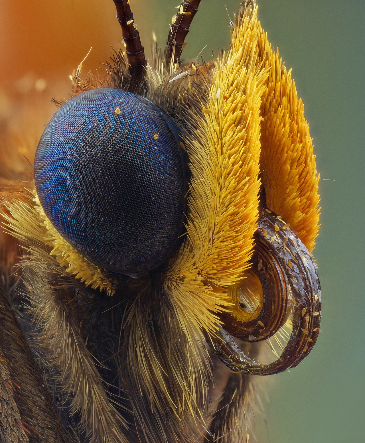 超微叠片(视觉景深)|摄影|风光摄影|瓜哥微距摄影 - 原创作品 - 站酷