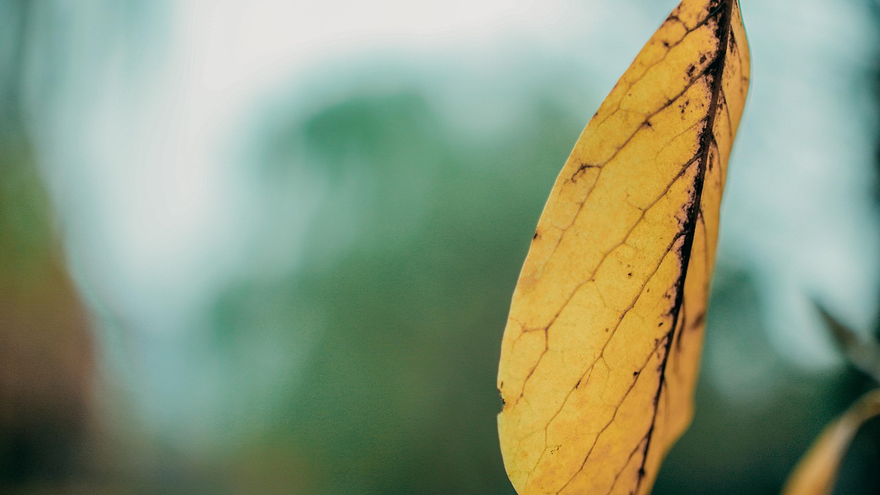 “义乌秋色”-雪峰公园