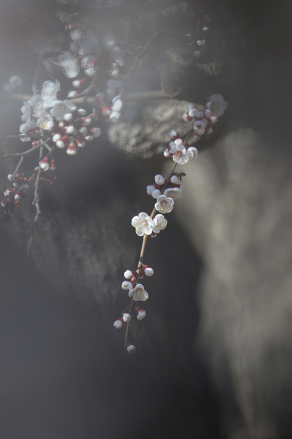 悄然而至的春天