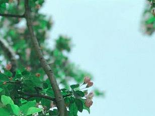 日式小清新调色（个人主页-ZNDMyOTE0NjQ=） - 修图/后期 - 站酷设计师Sophie02原创素材 - 站酷ZCOOL