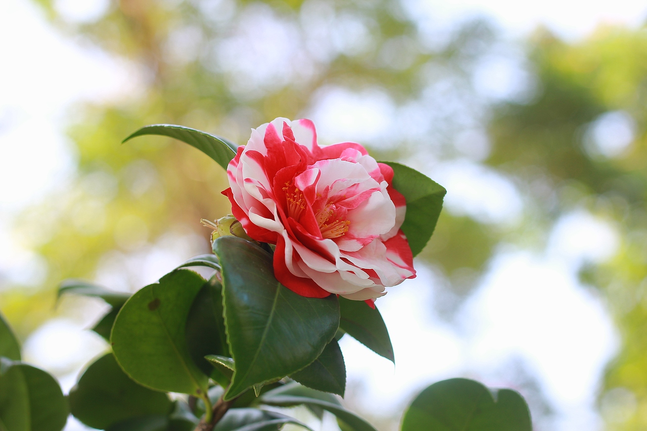 静物摄影 | 茶花,它的名字叫花露珍