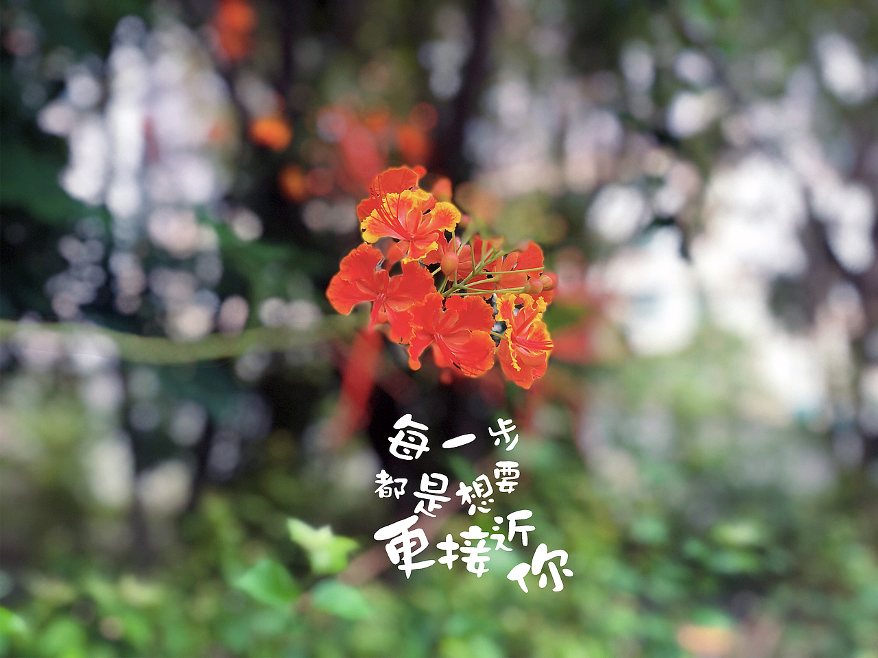 flower_for（图ZMTI5NzgyMTY0） - 人文/纪实摄影 - 站酷设计师兔兔耳朵116原创素材 - 站酷ZCOOL
