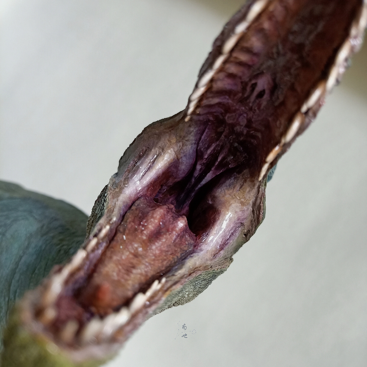 涂装作品丨野火南方巨兽龙