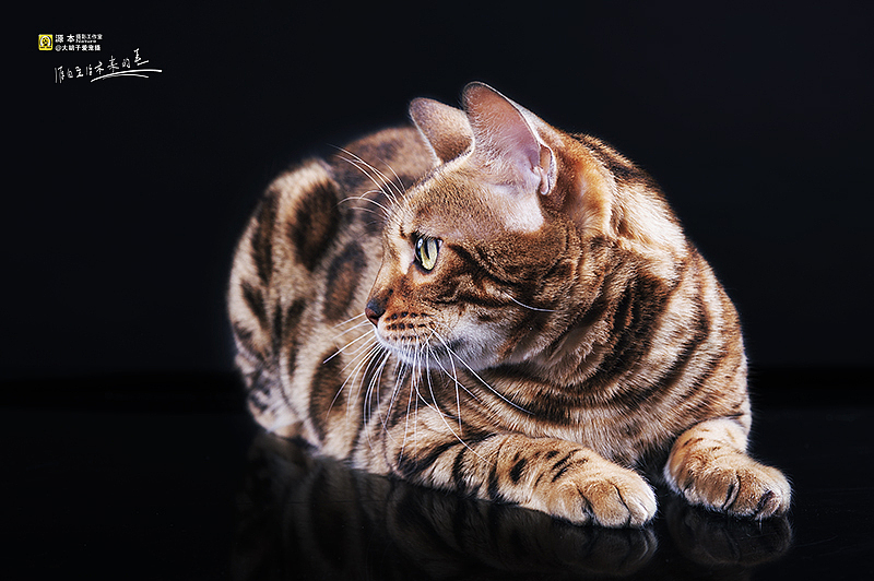 豹猫（图ZMTI3NzQwNzI=） - 宠物摄影 - 站酷设计师naturephoto原创素材 - 站酷ZCOOL