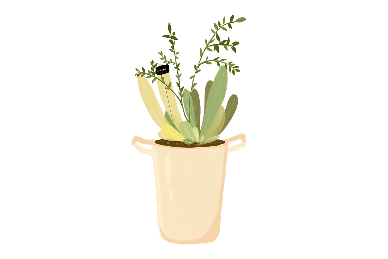 板绘——植物篇