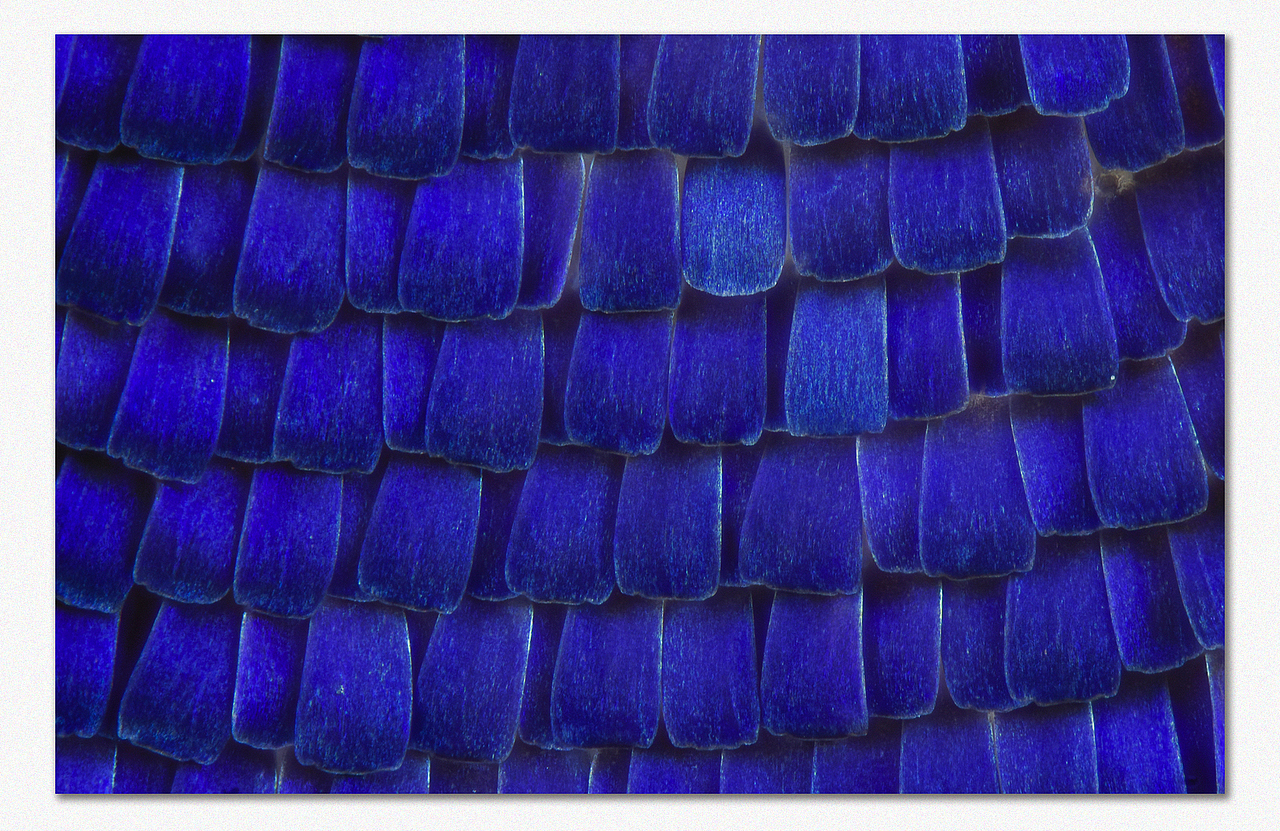 一组超微蝴蝶翅膀鳞片