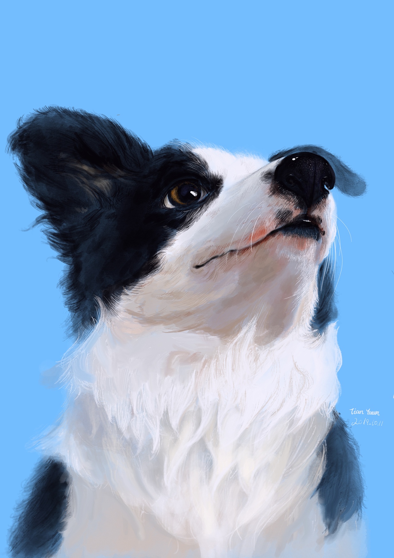 手绘边牧|插画|创作习作|元初鱼丸子_原创作品-站酷zcool