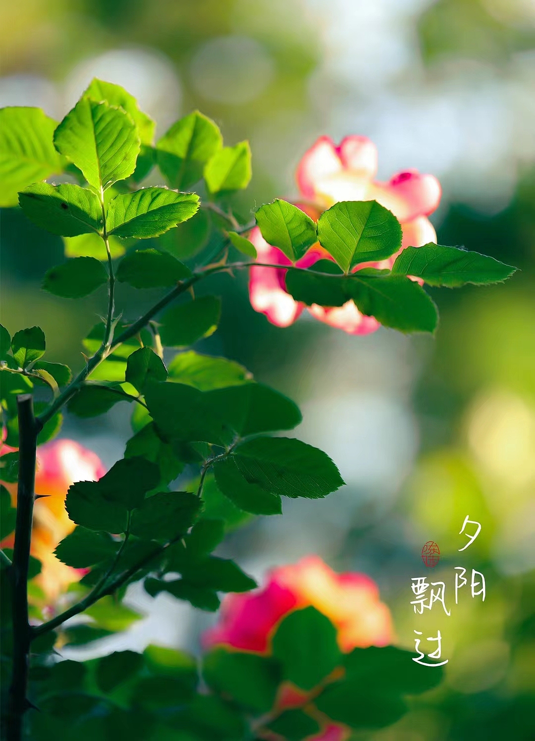 夕阳西下，万物可爱（图ZMzAxOTE3MDM2） - 风光摄影 - 站酷设计师木林森15原创素材 - 站酷ZCOOL