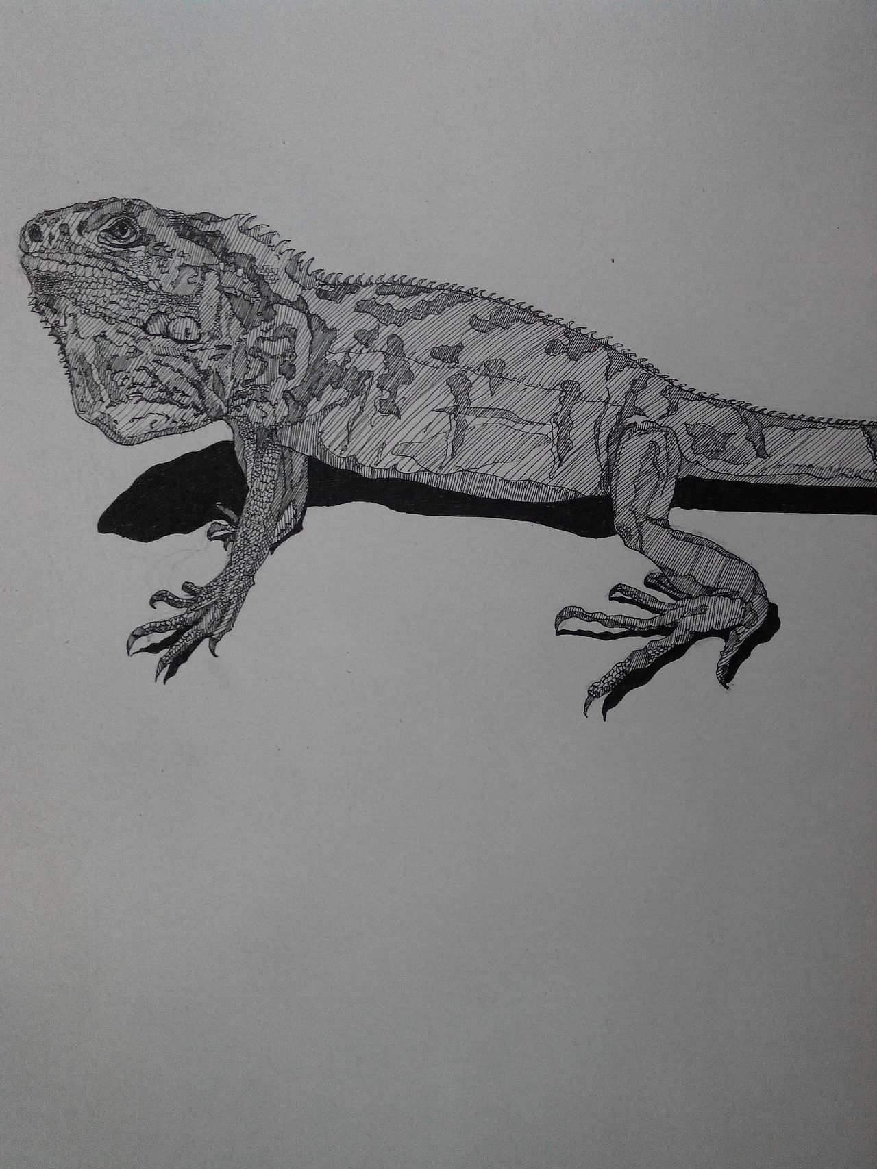 蜥蜴,1中国水龙