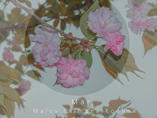 二一 · 三月摄影（个人主页-ZNTE2OTM3MjQ=） - 修图/后期 - 站酷设计师连夜ing原创素材 - 站酷ZCOOL