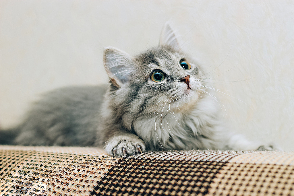 萌宠猫猫出道（图ZMjYyMzk0OTIw） - 图案 - 站酷设计师小鹿呦呦呦原创素材 - 站酷ZCOOL