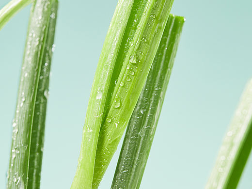 夏天的治愈绿