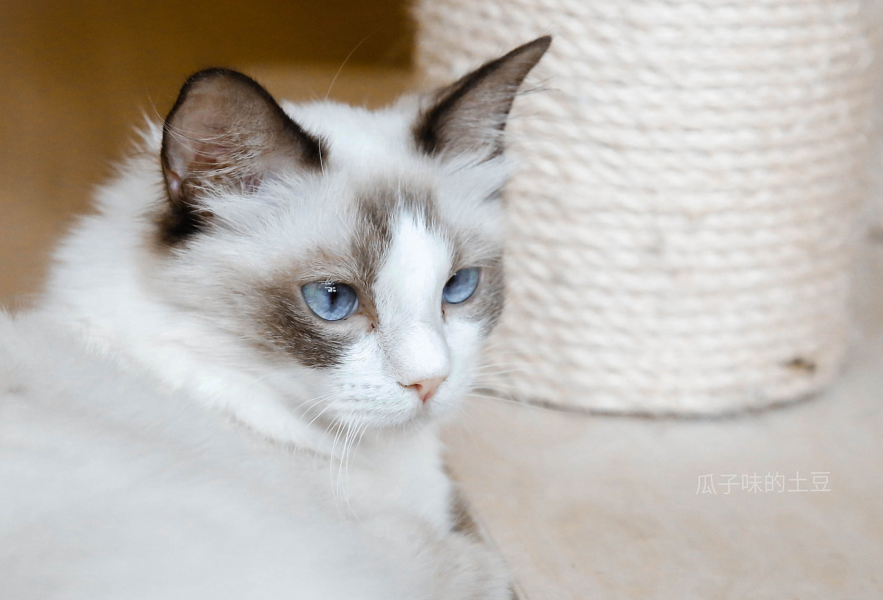 去貓咖玩的時候，隨手拍的。（圖ZMTY5ODA1NTg4） - 寵物攝影 - 站酷設(shè)計師瓜子味的土豆原創(chuàng)素材 - 站酷ZCOOL