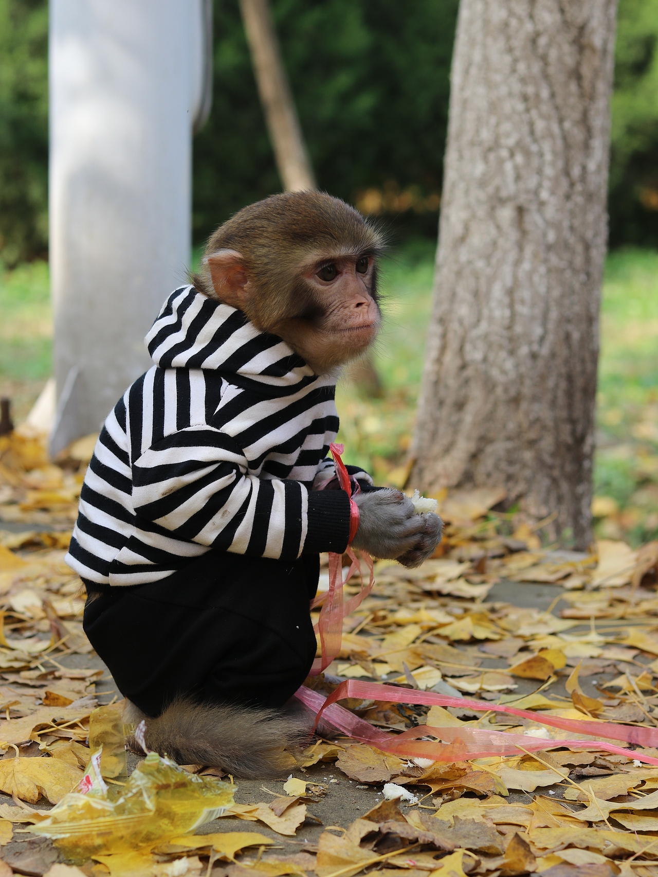 银杏林（图ZMTMzMjE3MDQ0） - 风光摄影 - 站酷设计师梦醒时分sr原创素材 - 站酷ZCOOL