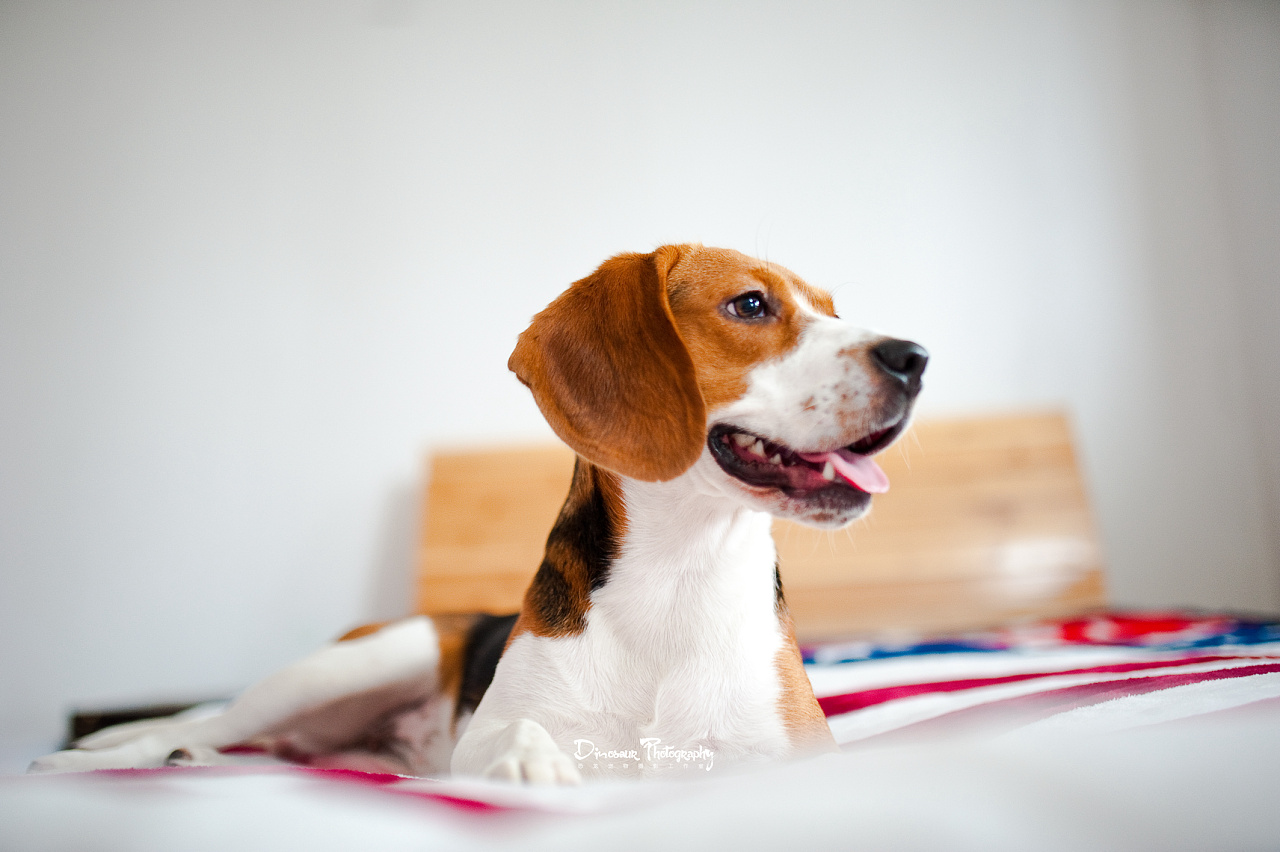 比格犬朱小帅和他的女儿 【恐龙】宠物摄影嘉兴站 - 原创作品 - 站酷